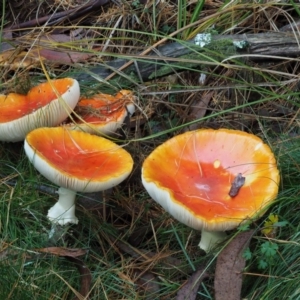 Amanita muscaria at Cotter River, ACT - 13 May 2016 08:48 AM