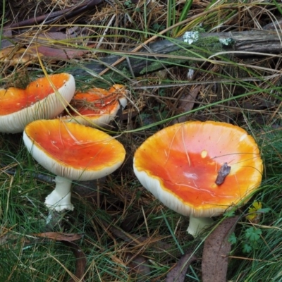 Amanita muscaria (Fly Agaric) at Cotter River, ACT - 12 May 2016 by KenT