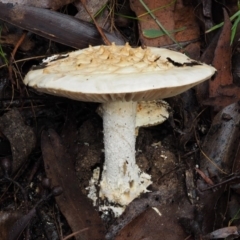 Amanita ochrophylla group at Cotter River, ACT - 13 May 2016 by KenT