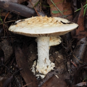 Amanita ochrophylla group at Cotter River, ACT - 13 May 2016 08:34 AM