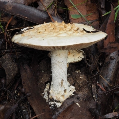 Amanita ochrophylla group at Cotter River, ACT - 12 May 2016 by KenT