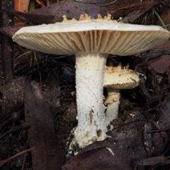 Amanita ochrophylla group at Cotter River, ACT - 13 May 2016 08:34 AM