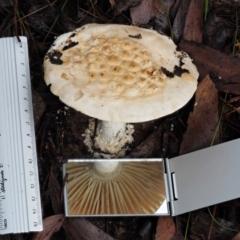 Amanita ochrophylla group at Cotter River, ACT - 13 May 2016 08:34 AM