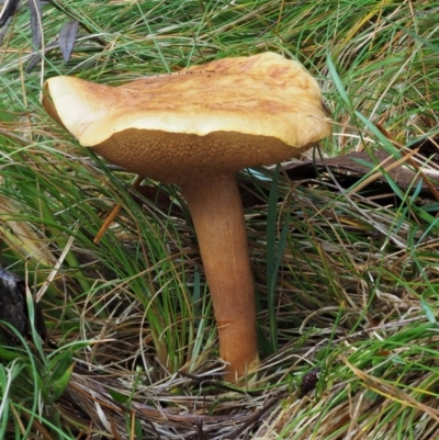 Suillus sp. (A bolete ) at Cotter River, ACT - 12 May 2016 by KenT