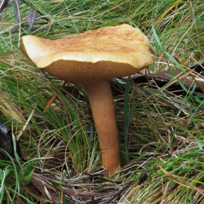 Suillus sp. (A bolete ) at Namadgi National Park - 12 May 2016 by KenT