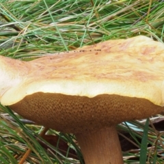 Suillus sp. at Cotter River, ACT - 13 May 2016 09:10 AM