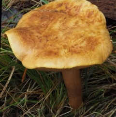 Suillus sp. at Cotter River, ACT - 13 May 2016