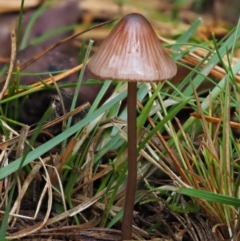 Mycena sp. (genus) (Mycena) at Cotter River, ACT - 13 May 2016 by KenT