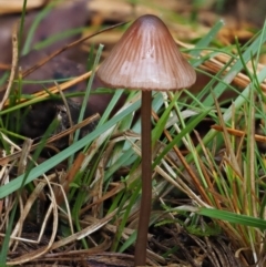 Mycena sp. (Mycena) at Cotter River, ACT - 12 May 2016 by KenT