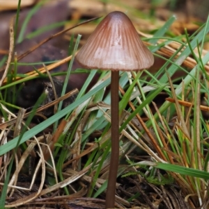 Mycena sp. at Cotter River, ACT - 13 May 2016 09:05 AM