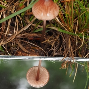 Mycena sp. at Cotter River, ACT - 13 May 2016 09:05 AM