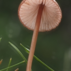 Mycena sp. (genus) at Cotter River, ACT - 13 May 2016 09:05 AM