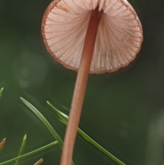 Mycena sp. at Cotter River, ACT - 13 May 2016 09:05 AM