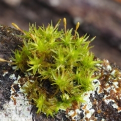 Orthotrichum sp. (A bristle moss) at Cotter River, ACT - 13 May 2016 by KenT