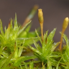 Orthotrichum sp. at Cotter River, ACT - 13 May 2016 09:34 AM