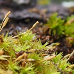 Orthotrichum sp. at Cotter River, ACT - 13 May 2016 09:34 AM