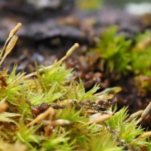 Orthotrichum sp. at Cotter River, ACT - 13 May 2016 09:34 AM