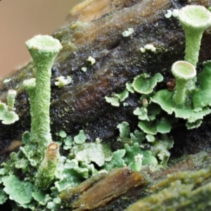 Cladonia sp. (genus) at Cotter River, ACT - 13 May 2016