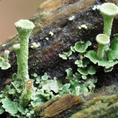 Cladonia sp. (genus) (Cup Lichen) at Cotter River, ACT - 13 May 2016 by KenT