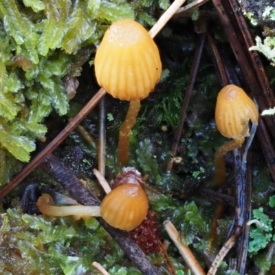 Galerina sp. at Cotter River, ACT - 13 May 2016 by KenT