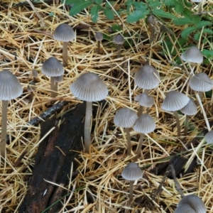Mycena sp. ‘grey or grey-brown caps’ at Cotter River, ACT - 13 May 2016
