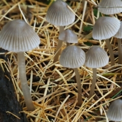 Mycena sp. ‘grey or grey-brown caps’ at Cotter River, ACT - 13 May 2016 10:17 AM