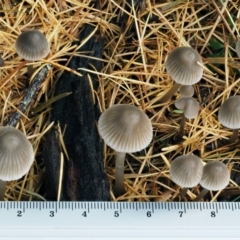 Mycena sp. ‘grey or grey-brown caps’ at Cotter River, ACT - 13 May 2016