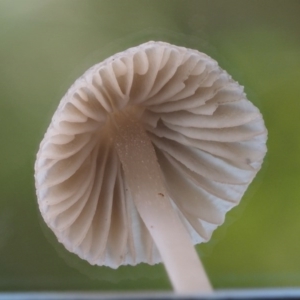 Mycena sp. ‘grey or grey-brown caps’ at Cotter River, ACT - 13 May 2016