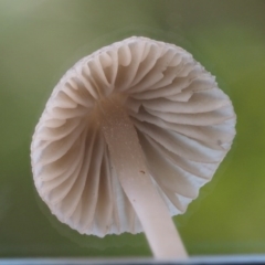 Mycena sp. ‘grey or grey-brown caps’ at Cotter River, ACT - 13 May 2016