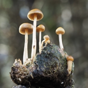 Stropharia sp. at Cotter River, ACT - 13 May 2016