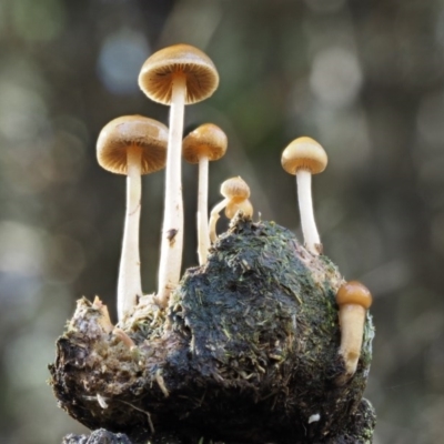 Stropharia sp. (Stropharia) at Cotter River, ACT - 13 May 2016 by KenT