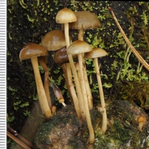 Stropharia sp. at Cotter River, ACT - 13 May 2016