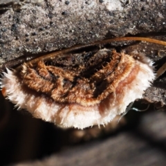 Xylobolus illudens (Purplish Stereum) at Namadgi National Park - 13 May 2016 by KenT