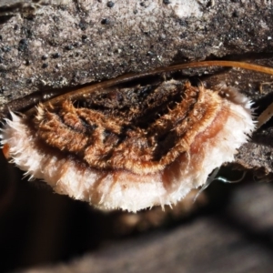 Xylobolus illudens at Cotter River, ACT - 13 May 2016 11:05 AM