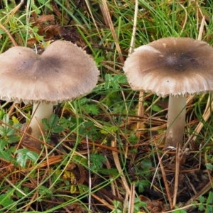 Tricholoma terreum at Cotter River, ACT - 13 May 2016