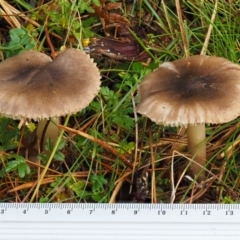 Tricholoma terreum at Cotter River, ACT - 13 May 2016