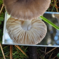 Tricholoma terreum at Cotter River, ACT - 13 May 2016