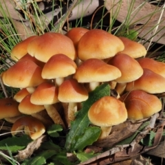 Hypholoma sp. (Hypholoma) at Cotter River, ACT - 13 May 2016 by KenT