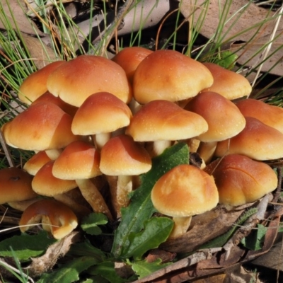 Hypholoma sp. (Hypholoma) at Cotter River, ACT - 13 May 2016 by KenT