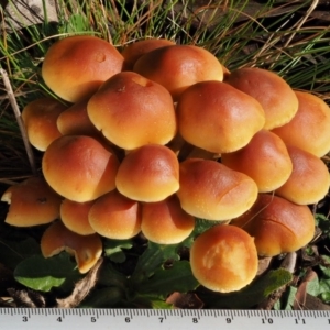 Hypholoma sp. at Cotter River, ACT - 13 May 2016