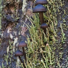 Mycena sp. (genus) (Mycena) at Cotter River, ACT - 13 May 2016 by KenT
