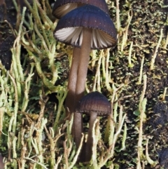 Mycena sp. at Cotter River, ACT - 13 May 2016