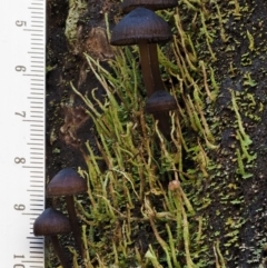 Mycena sp. at Cotter River, ACT - 13 May 2016