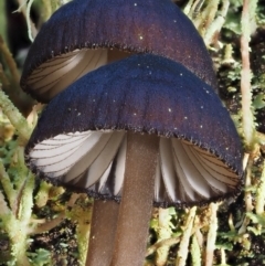 Mycena sp. at Cotter River, ACT - 13 May 2016