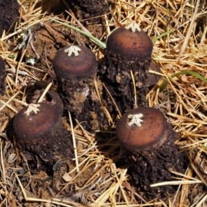 Calostoma fuscum at Cotter River, ACT - 13 May 2016