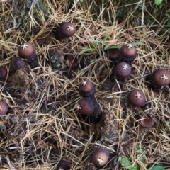 Calostoma fuscum at Cotter River, ACT - 13 May 2016