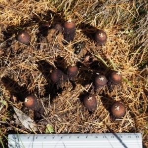 Calostoma fuscum at Cotter River, ACT - 13 May 2016