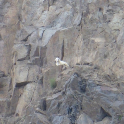Capra hircus (Goat, Feral Goat) at Symonston, ACT - 16 Apr 2016 by Mike