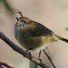 Acanthiza lineata (Striated Thornbill) at Red Hill, ACT - 16 May 2016 by roymcd