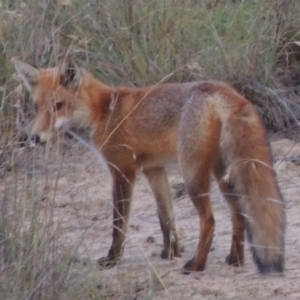 Vulpes vulpes at Bullen Range - 19 Mar 2014